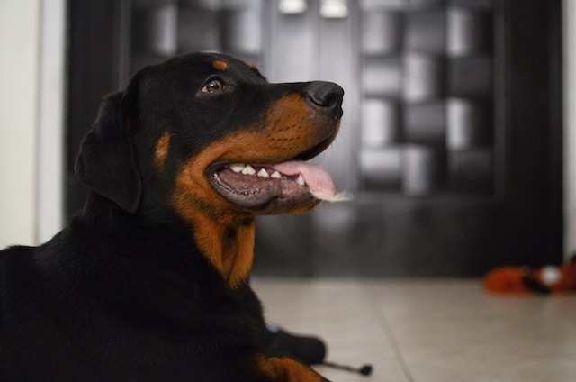 Do Rottweilers Growl When Happy